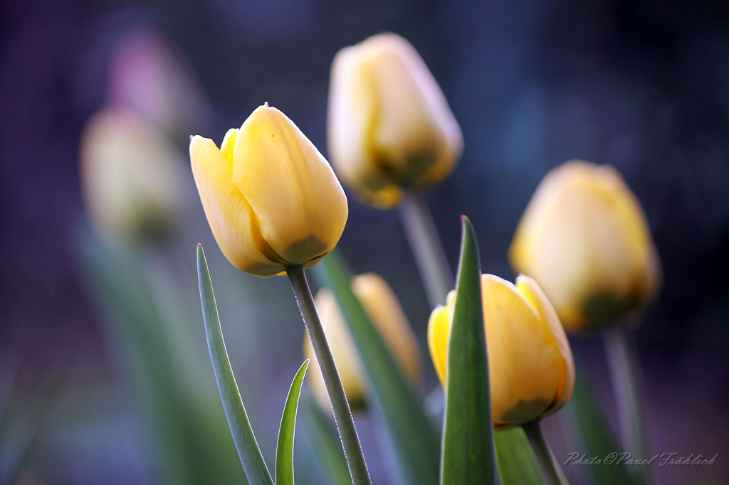Tulipany 1.jpg